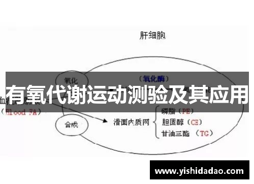 有氧代谢运动测验及其应用